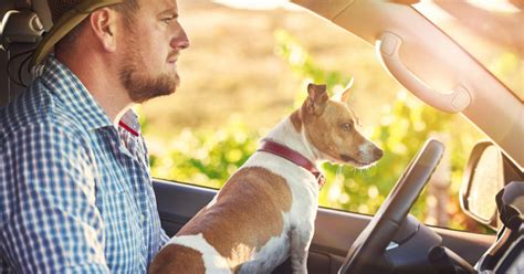 Illinois bill would make driving with pet in your lap illegal
